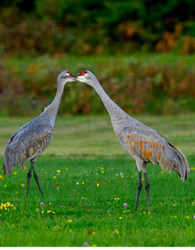 campgrounds with birds